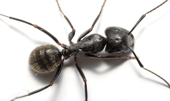 Ants Treatment Perth